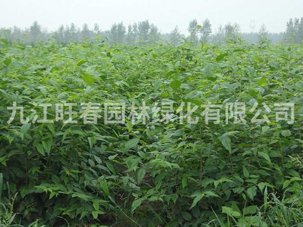 樸樹